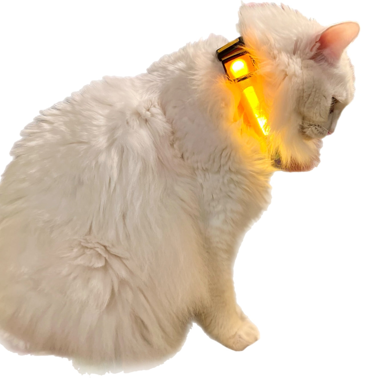 Lichtgevende honden- en kattenhalsband – zichtbaarheid in het donker